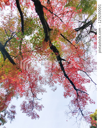 bottom view of beautiful autumn trees with yellowed leaves bottom view of beautiful autumn trees with yellowed leaves 129280001