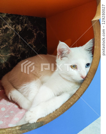 beautiful white fluffy cat with multicolored eyes yellow and blue 129280027