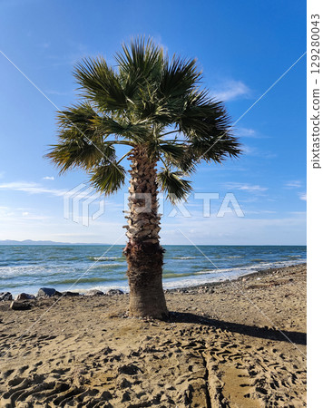 beautiful large tropical palm trees grow on the coast beautiful large tropical palm trees grow on the coast 129280043