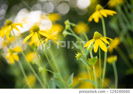 many beautiful yellow flower on a blurred artistic background 129280080