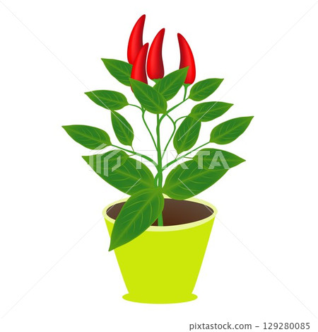 Chili pepper with fruits in a pot on a white background. Chili pepper with fruits in a pot on a white background. 129280085