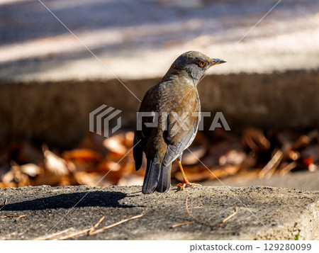 White-bellied grass walking on the ground 129280099