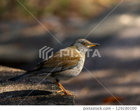 White-bellied grass walking on the ground White-bellied grass walking on the ground 129280100