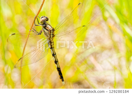 一隻雌性普通鷸在草地上休息 129280184