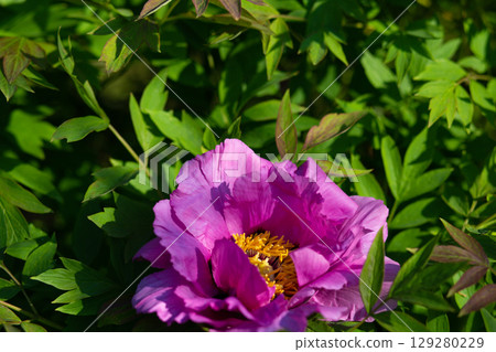 close up of a beautiful pink Paeonia suffruticosa flower in the garden close up of a beautiful pink Paeonia suffruticosa flower in the garden 129280229