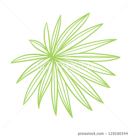 Linear fan palm leaf. Decorative image of tropical foliage and plant. 129280344