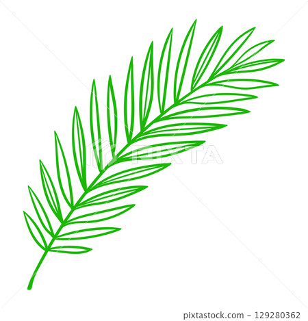Linear coconut palm leaf. Decorative image of tropical foliage and plant. 129280362