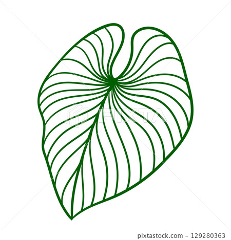 Linear monstera palm leaf. Decorative image of tropical foliage and plant. 129280363