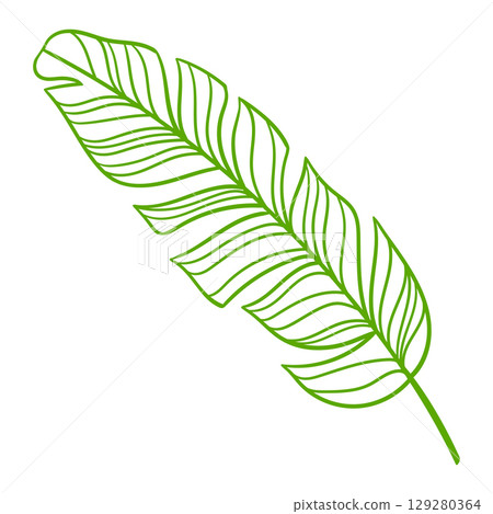 Linear banana palm leaf. Decorative image of tropical foliage and plant. Linear banana palm leaf. Decorative image of tropical foliage and plant. 129280364