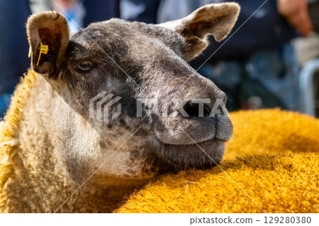 Sheep at the Meenacross Agricultural Show in Ireland Sheep at the Meenacross Agricultural Show in Ireland 129280380
