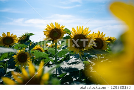 Sunflower field Sunflower field 129280383