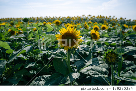 Sunflower field Sunflower field 129280384