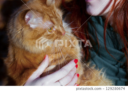 close-up portrait of a curly and fluffy red cat in the hands of a girl close-up portrait of a curly and fluffy red cat in the hands of a girl 129280674