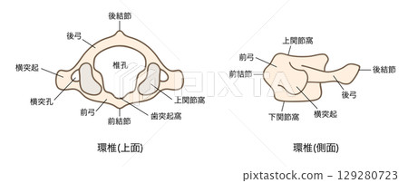 Anatomy of the first cervical vertebra (atlas), top and side views 129280723