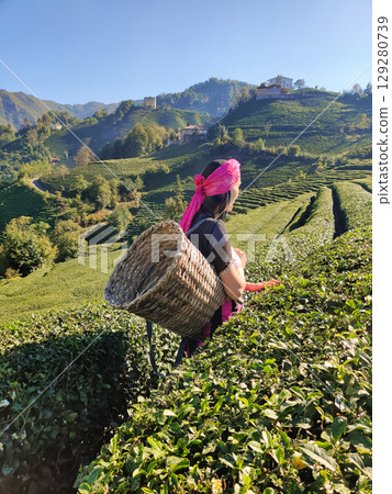 beautiful landscape where a woman collects tea leaves on a tea plantation 129280739