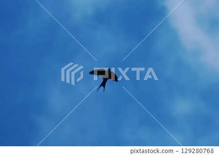 A Barn Swallow 11 flying against a blue sky 129280768