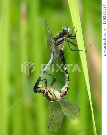 A pair of common skimmers resting on cattail leaves A pair of common skimmers resting on cattail leaves 129281157