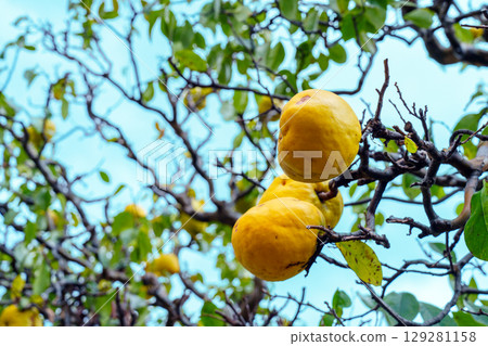 Yellow quince fruit Yellow quince fruit 129281158