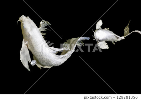 Color Isolated Koi Fish on Black Background (Isolated) Color Isolated Koi Fish on Black Background (Isolated) 129281356