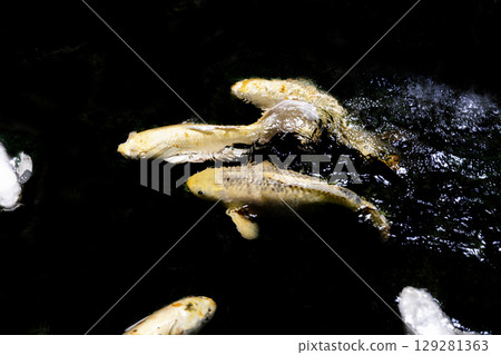 Color Isolated Koi Fish on Black Background (Isolated) Color Isolated Koi Fish on Black Background (Isolated) 129281363