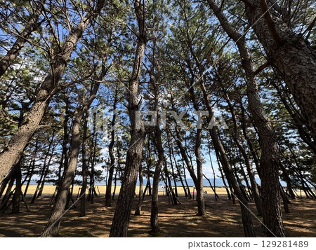 Summer resort Karuizawa Lake and trees Japan's most beautiful scenery 129281489