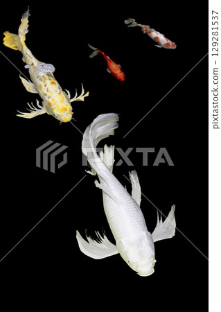 Color Isolated Koi Fish on Black Background (Isolated) Color Isolated Koi Fish on Black Background (Isolated) 129281537