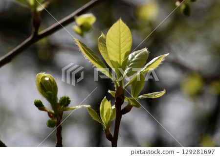 沼澤山茱萸的嫩葉 129281697