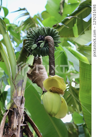 芭蕉果 129281698