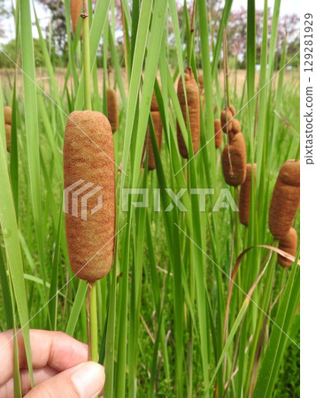 香蒲穗:一種形狀像香腸的蓬鬆花穗 香蒲穗:一種形狀像香腸的蓬鬆花穗 129281929