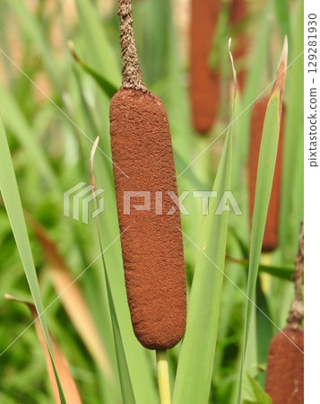 Cattail spike: A fluffy flower spike shaped like a sausage 129281930