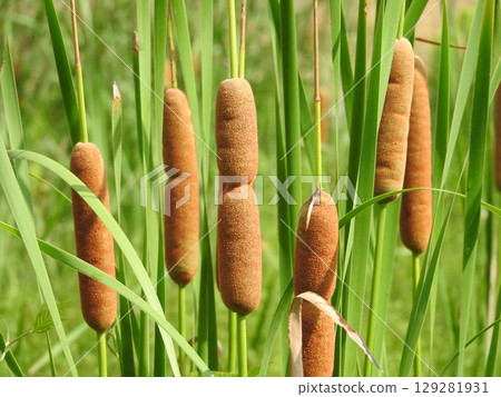 香蒲穗：一種形狀像香腸的蓬鬆花穗 129281931
