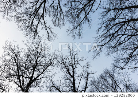 Bare Winter Trees Reaching Towards a Crisp Blue Sky Bare Winter Trees Reaching Towards a Crisp Blue Sky 129282000