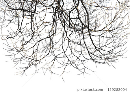Intricate Bare Tree Branches Against A Bright White Background in Winter 129282004
