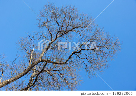 Bare Tree Branches Against Clear Bright Blue Sky in Winter Season 129282005