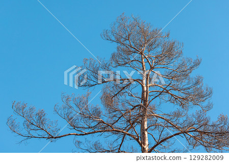 Tall Bare Tree Against a Clear Blue Sky in Daylight 129282009