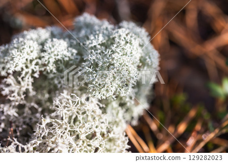 Close-Up View of White Moss in a Forest Setting 129282023
