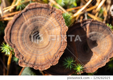 Close-Up of Brown Fungus with Moss in Natural Forest Setting 129282025