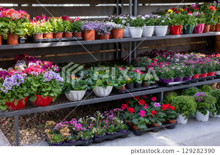 Rack with variety of spring flowering plants such as primerose, geranium, carnation, persian buttercup and other plants in a greek garden shop. Early spring flowering plants gardener collection. Rack with variety of spring flowering plants such as primerose, geranium, carnation, persian buttercup and other plants in a greek garden shop. Early spring flowering plants gardener collection. 129282390