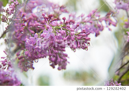 Blossoming lilac tree branch in springtime. Photo taken through a magnifying glass. Horizontal. Close-up. Selective focus. 129282402