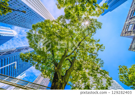 Tokyo cityscape, Japan, August 5th. Extremely hot... View of zelkova trees, believed to bring good luck, and buildings such as the Tokyo Metropolitan Government Building... Towards a new era Tokyo cityscape, Japan, August 5th. Extremely hot... View of zelkova trees, believed to bring good luck, and buildings such as the Tokyo Metropolitan Government Building... Towards a new era 129282403