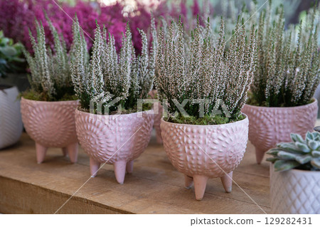 Beautiful potted plants with slender green stems and fine white blooms are displayed in charming textured planters on a wooden shelf in a floral shop, creating a tranquil atmosphere. 129282431