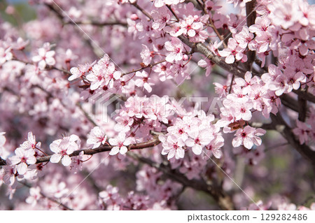 Flowering tree with pink blooms in springtime. Horizontal. Close-up. Flowering tree with pink blooms in springtime. Horizontal. Close-up. 129282486