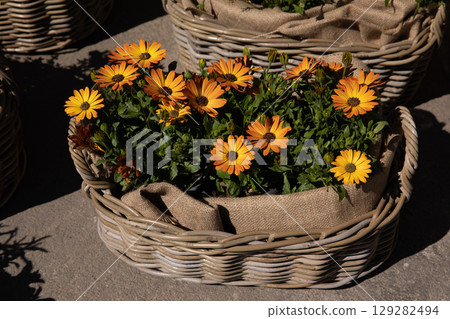 Full basket with beautifully blooming Dimorphoteca or African daisies in orange color potted in the greek garden shop - springtime. Horizontal. Daylight. Full basket with beautifully blooming Dimorphoteca or African daisies in orange color potted in the greek garden shop - springtime. Horizontal. Daylight. 129282494