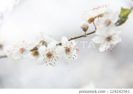 Flowering tree with white blooms in springtime. Horizontal. Close-up. Selective focus. Flowering tree with white blooms in springtime. Horizontal. Close-up. Selective focus. 129282561