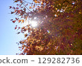Autumn leaves and autumn sky 129282736
