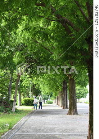 An elderly couple walking their dog along the metasequoia-lined street at Hiratsuka Banyu Park An elderly couple walking their dog along the metasequoia-lined street at Hiratsuka Banyu Park 129282740