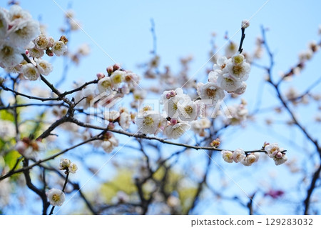 Pink plum blossoms in Japan Pink plum blossoms in Japan 129283032