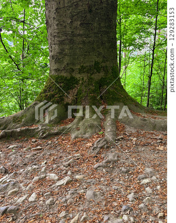 The root system of an ancient tree above the ground in a mountain forest The root system of an ancient tree above the ground in a mountain forest 129283153