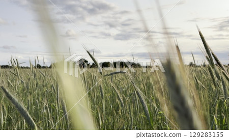 Ripening ears of wheat in a field on a cloudy day. Double exposure. Cereal crops. Ripening ears of wheat in a field on a cloudy day. Double exposure. Cereal crops. 129283155