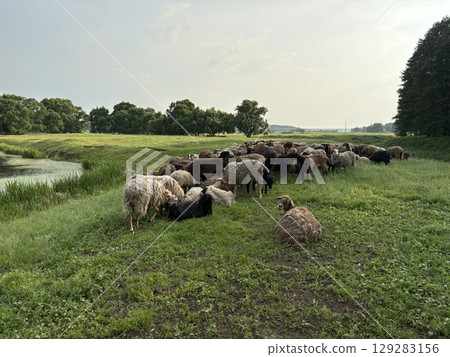 A flock of domestic lambs rests in the middle of a green meadow next to a pond. A flock of domestic lambs rests in the middle of a green meadow next to a pond. 129283156